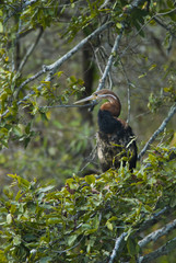 Anhinga, 