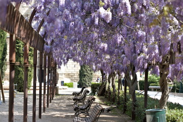 Photograph of wisteria, glicinias,  in bloom, in the middle of spring, Clusters of flowers climbing...