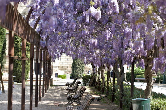 Photograph of wisteria, glicinias,  in bloom, in the middle of spring, Clusters of flowers climbing and hanging from the metal arches in the park of La Vega in Toledo, Spain,
