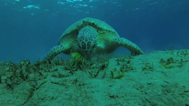 Leucism - Big male Green Sea Turtle with Remora fish and Golden Trevally dives to the bottom and eats sea grass, Red sea, Marsa Alam, Abu Dabab, Egypt
