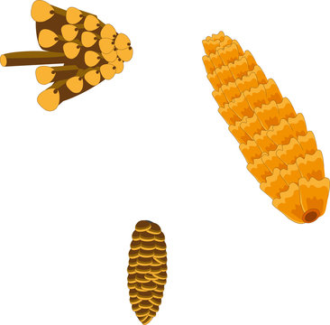 Cones, different types