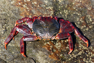 TIERE_2789_rote_Klippenkrabbe