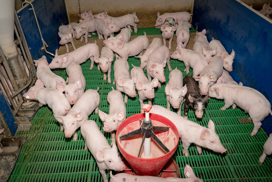 Schweinestall - Blick in eine Bucht mit Aufzuchtferkeln