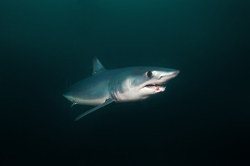 Fototapeta premium Mako shark, Isurus oxyrinchus, Atlantic ocean, Simon's Town, South Africa