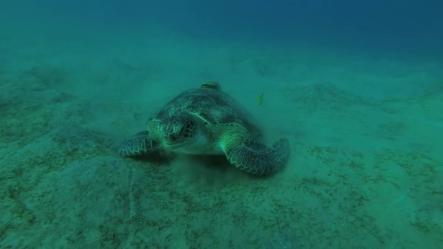 Melanism - Big male Black Sea Turtle (Chelonia mydas) with Remora fish (Echeneis naucrates) eats sea grass on a sandy bottom, Red sea, Marsa Alam, Abu Dabab, Egypt
