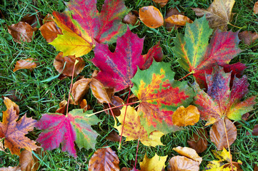 Fallen leaves of the Sycamore in autumn colours