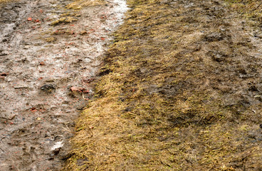 Yellow grass in early spring.