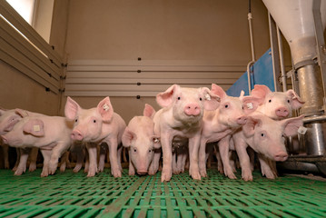 Moderne Schweinehaltung - Gruppe junger Ferkel im Aufzuchtstall