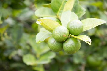 Green color of fresh lime with leaf background