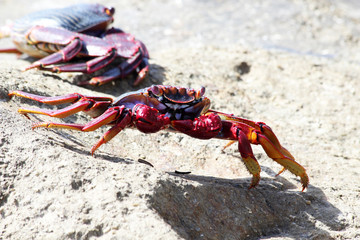 TIERE_2918_rote_Klippenkrabbe