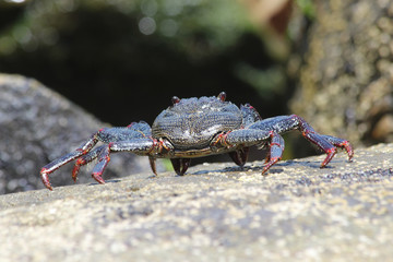 TIERE_2944_rote_Klippenkrabbe