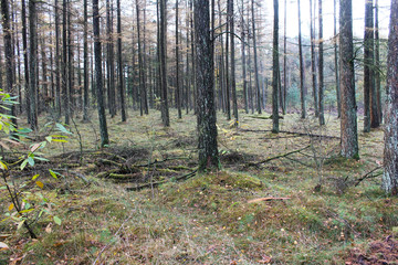 Forest in autumn, Utrechtse heuvelrug