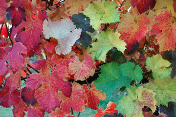 Vine leaves in autumn