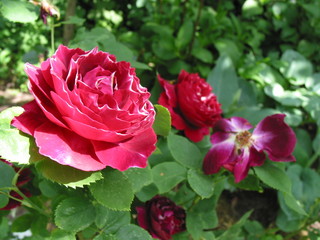 Rosenblüte 08