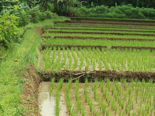 Fall tree roots in the forest with green foliage and paths of rice fields and waters

