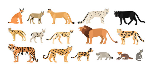Collection of different wild and domestic cats. Exotic animals of Felidae family isolated on white background. Bundle of cute cartoon characters. Flat colorful zoological vector illustration. - obrazy, fototapety, plakaty