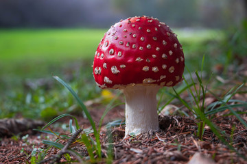 fly agaric