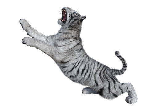 3D Rendering White Tiger on White