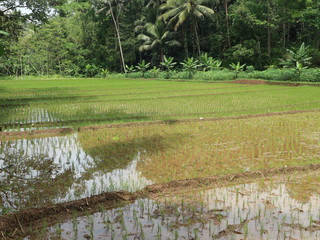 Fall tree roots in the forest with green foliage and paths of rice fields and waters

