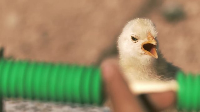 Chick chirping in front of a Child