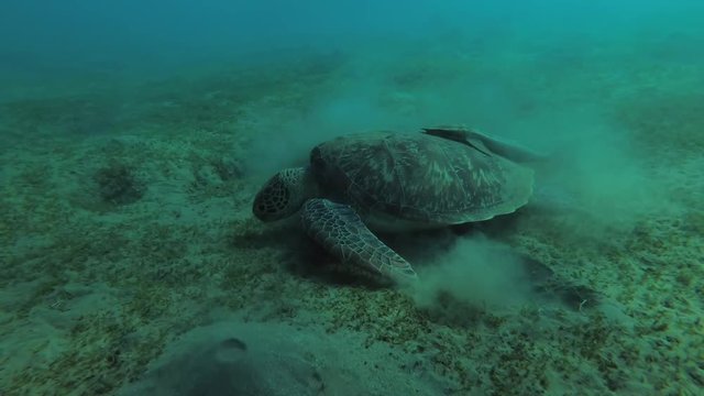 Young female Green Sea Turtle (Chelonia mydas) with Remora fish (Echeneis naucrates) eats the sea grass on a sandy bottom, Red sea, Marsa Alam, Abu Dabab, Egypt
