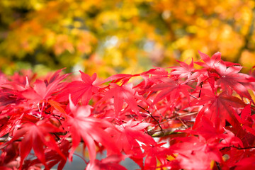 Autumn season colorful of tree and leaves