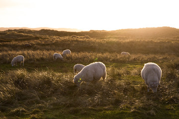 sheep in the evening sun