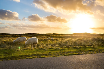 sheep on a scenic meadow