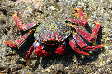 TIERE_2363_rote_Klippenkrabbe