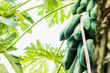 papaya tree on top view shoot