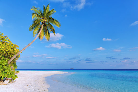 ideal baech with perfect palmtree