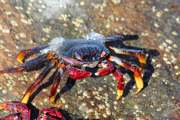 TIERE_2784_rote_Klippenkrabbe