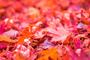 Autumn season colorful of tree and leaves