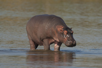 HIPPOPOTAMUS AMPHIBIUS, South Africa