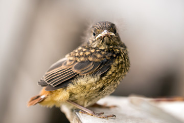 Nestling of the Gray Thrushkin Squirrel