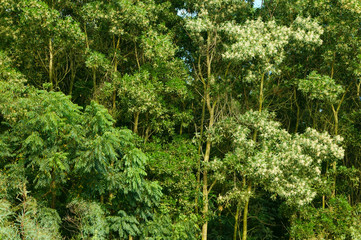 Natural background of autumn foliage