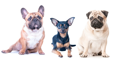 Three dogs on a white background, isolated. French Bulldog, Pug and Toy Terrier.
