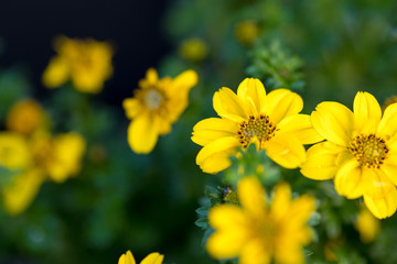 黄色い花