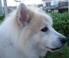 Close up the dog's eye with pClose up the dog's eye with problem ,show Tears in the dog,when contact with sunlight and dust,look like alway crying.The disease of aged dog.roblem ,