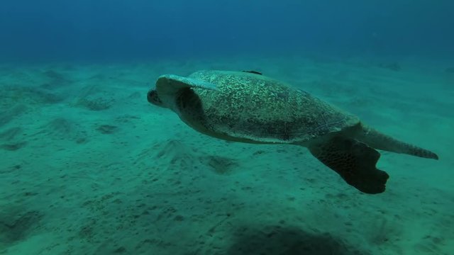 Big male Green Sea Turtle (Chelonia mydas) eats the sea grass on a sandy bottom, Red sea, Marsa Alam, Abu Dabab, Egypt
