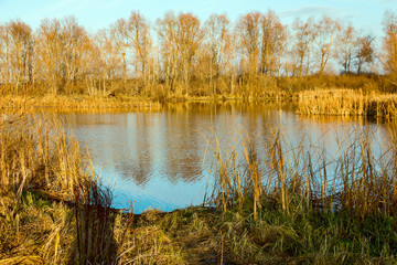 Landscape in yellow autumn colours. Forest lake in yellowed woods