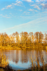Fototapeta na wymiar Landscape in yellow autumn colours. Forest lake in yellowed woods