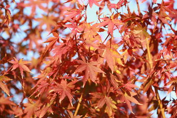 Red Japanese Maple Leaf on the tree with blue sky background. The leaves change color from green to yellow, orange and red in autumn.