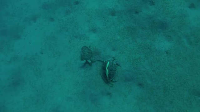 Two Green Sea Turtle (Chelonia mydas) male and female on the bottom, Red sea, Marsa Alam, Abu Dabab, Egypt 
