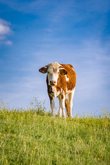 Weidehaltung von Rindvieh - junges Rind auf einem Hügel, Hochformat