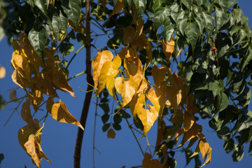 Yellow leaf of Indian cork tree