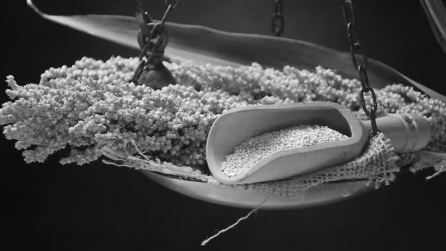 Sorghum vulgare Chenopodium quinoa 藜麥 क्विन्वा &Kappa;&iota;&nu;ό&alpha; 高粱 Sorgo Сорго Great millet двуцветное video Zah&iacute;na Sirak metla&scaron; Mohrenhirse ذرة بيضاء