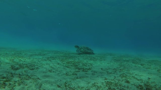 young female Green Sea Turtle (Chelonia mydas) eats the sea grass on a sandy bottom, Red sea, Marsa Alam, Abu Dabab, Egypt
