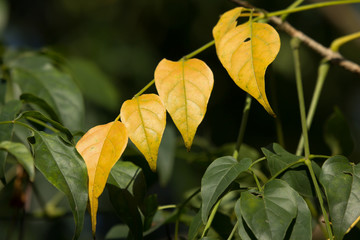 Yellow leaf of Indian cork tree