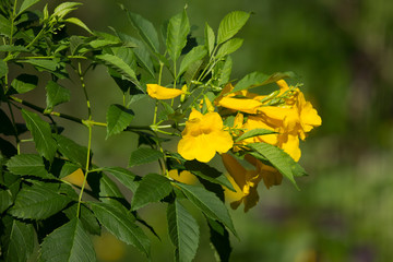 Close up of Yellow flower, Yellow elder